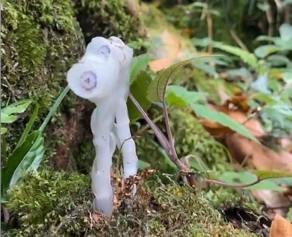 “冥界之花”现身四川盐源:国家近危级珍稀植物