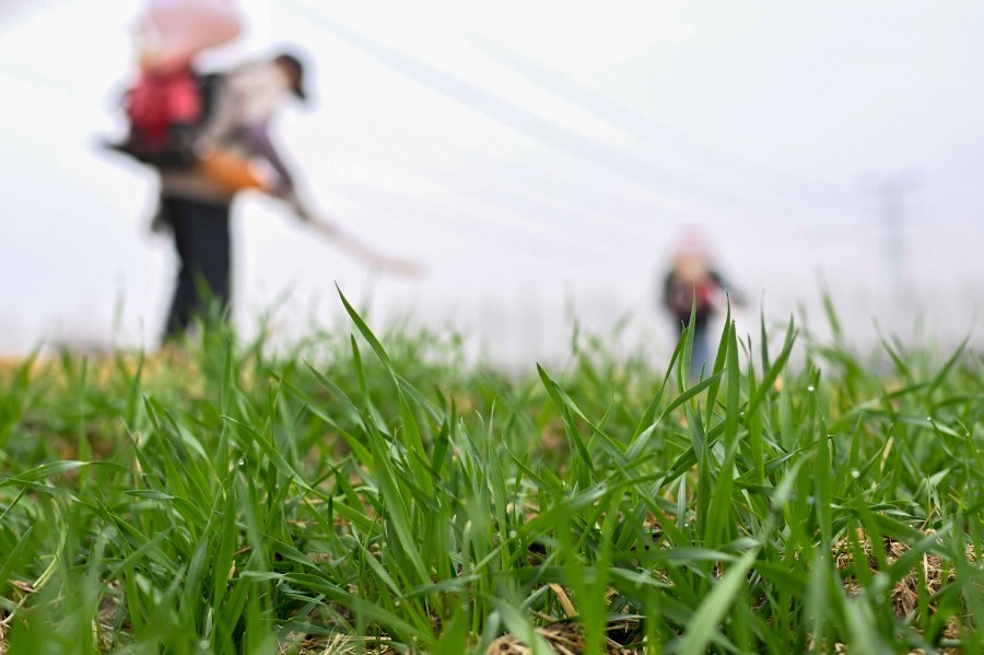 2026年2月4日，农民在江苏省昆山市锦溪镇长云村麦田间喷打化肥。新华社发（王须中摄）