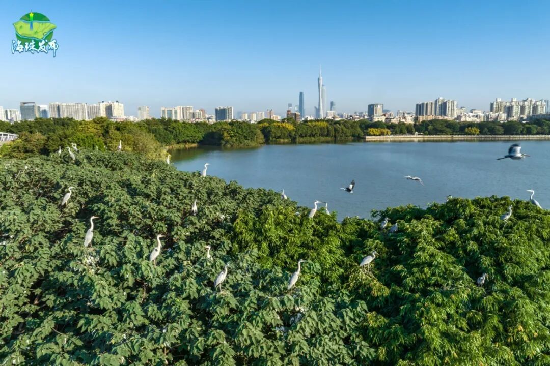 海珠湿地鸟岛苍鹭飞舞.jpg