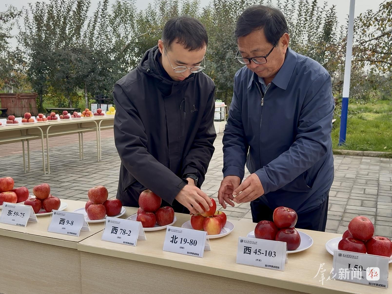 马锋旺（右）和张新杰（左）在检查苹果品鉴会上的样品。