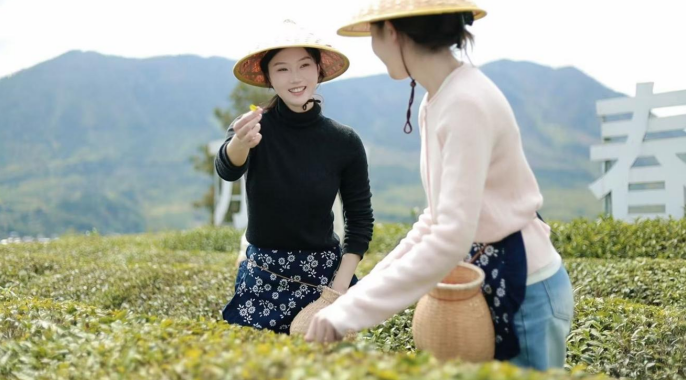 游客正在体验采茶