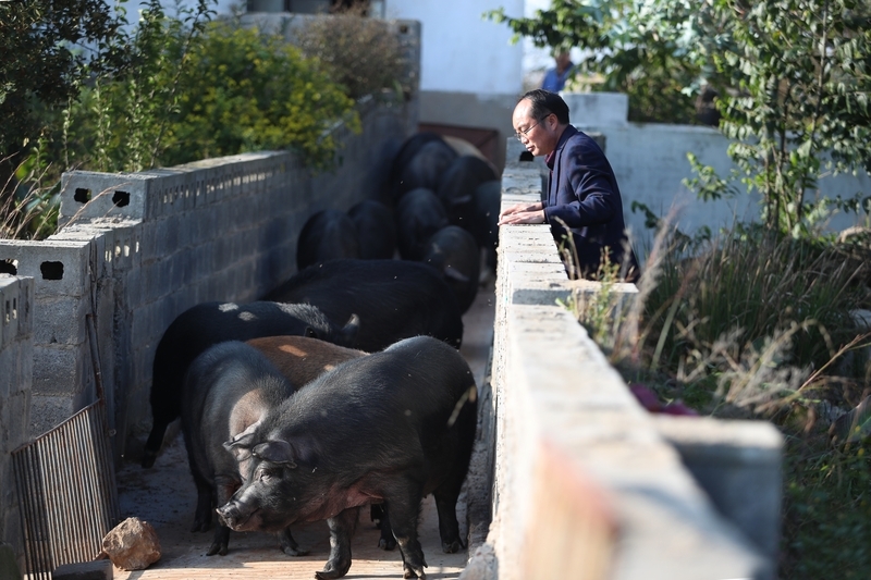 云南曲靖的黑猪养殖户 IC Photo