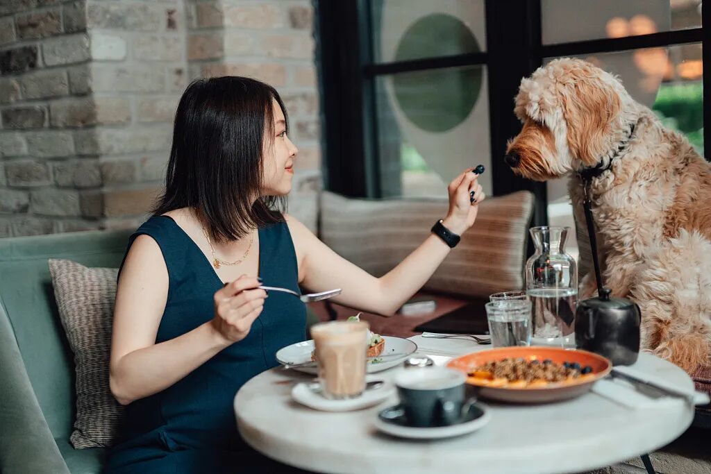 宠物能否上桌吃饭，是人们对于宠物友好餐厅的争议点之一。（图/视觉中国）