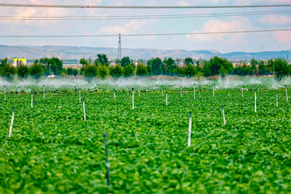 这是9月21日在宁夏固原市原州区彭堡镇拍摄的冷凉蔬菜基地。新华社记者 杨植森 摄