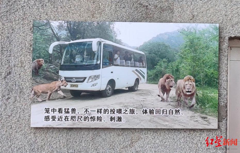 ▲动物园门口张贴的近距离看猛兽的图片