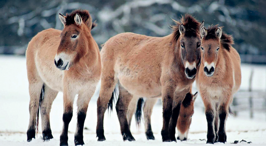 普氏野马原本被认为是世界范围内仅剩的一种野马,曾分布在中国新疆、甘肃、内蒙古和蒙古国一带。 不过,有研究表明,从基因上看,现存的普氏野马是一些波泰马逃回荒野、再次野性的后代