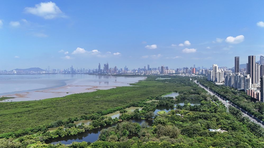 这是2026年7月23日拍摄的深圳福田红树林湿地(无人机照片)。新华社记者梁旭 摄