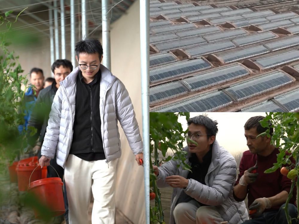 沙漠农业创客陈镇在塔克拉玛干沙漠边缘的新疆喀什地区伽师县和当地农民一起采摘番茄。