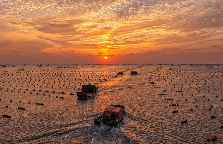 2025年10月24日，在山东省荣成市爱伦湾鲍鱼养殖区，收获鲍鱼的养殖户驾驶船只返回渔港（无人机照片）。新华社发（李信君 摄）