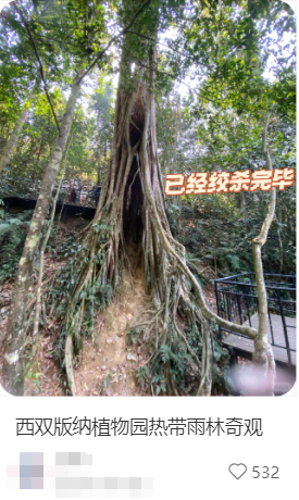一种南方很常见的树 亲手策划了多起“谋杀案”