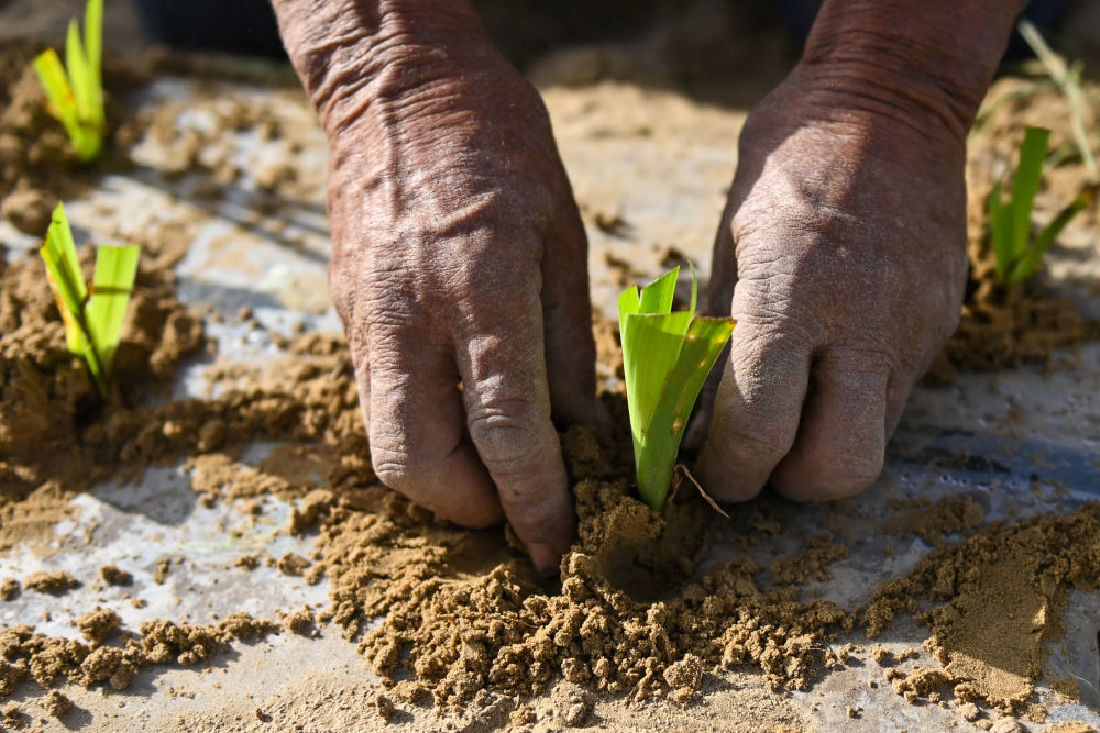 在新疆和田地区于田县万花园防沙治沙示范区，村民栽种中药材射干（4月15日摄）。 新华社记者 丁磊 摄