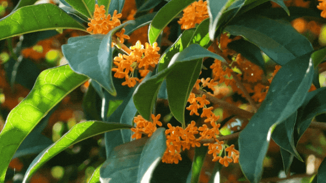 DJI_20261014075111_0061_D_ZTC1.2026-10-14 10_44_43.gif