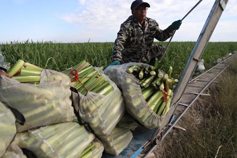 茭白采收现场。