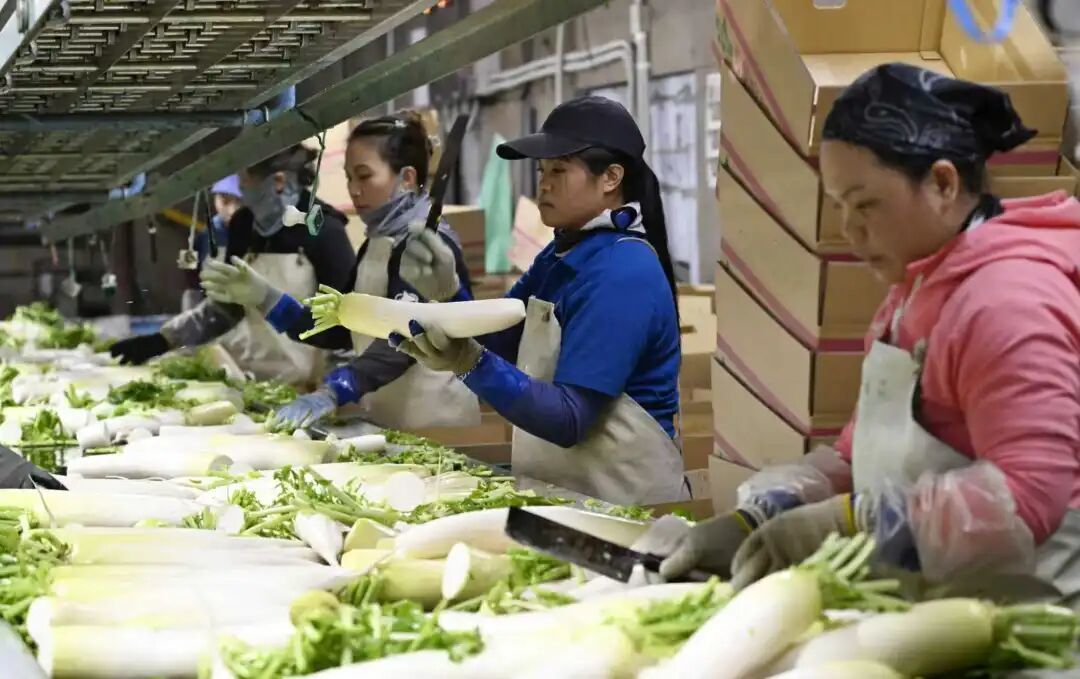 ◆2025年10月21日,日本北海道浦幌市,来自南亚的劳工正在清点白萝卜,准备装运。