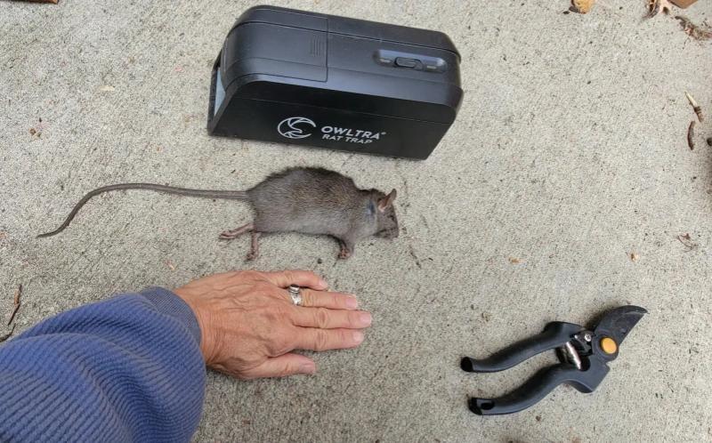 伊格尔居民简&middot;罗林捕获的老鼠 简&middot;罗林供图