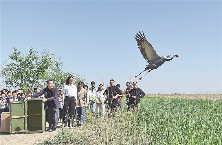 投喂候鸟,是“爱鸟”还是“害鸟”