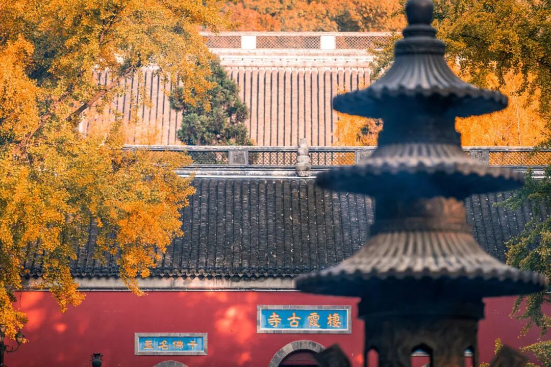 摄图网_501696353_江苏南京栖霞山栖霞寺秋天的银杏(企业商用) (1).jpg