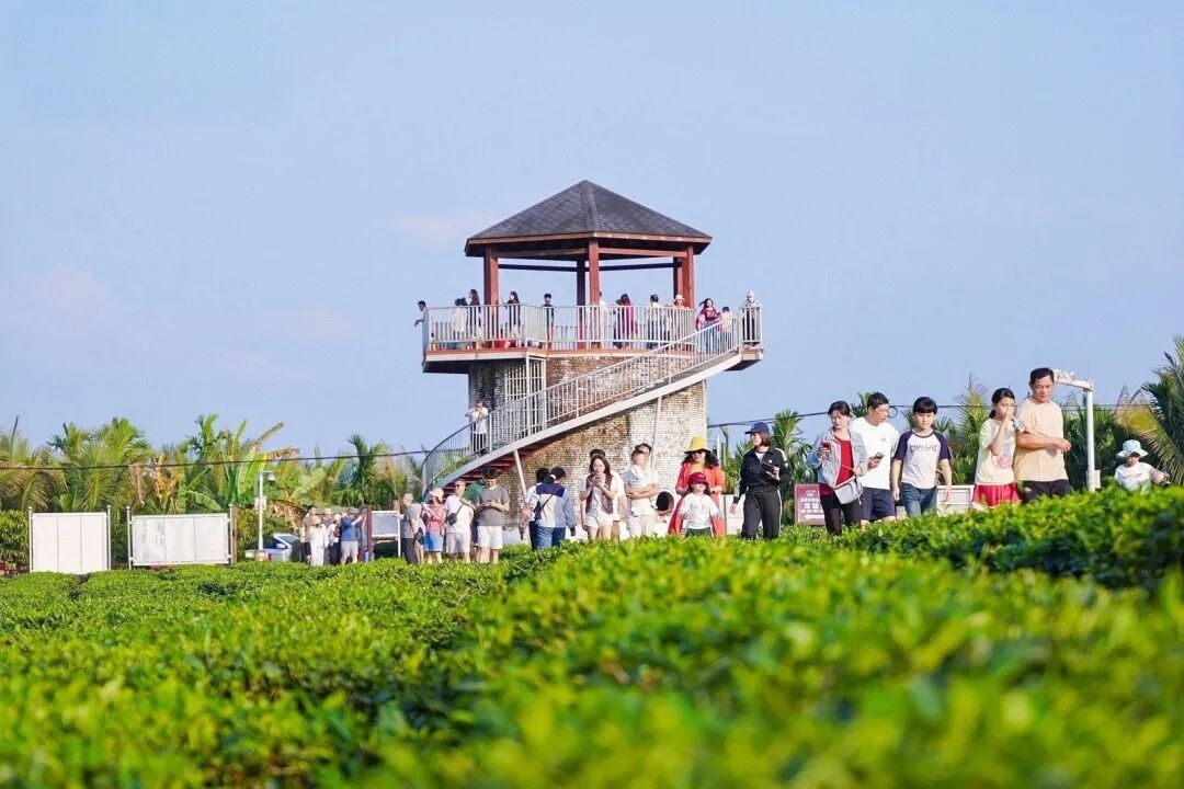 2026年春节期间，游客在白沙黎族自治县茶园踏青（央广网发 白沙黎族自治县融媒体中心供图）