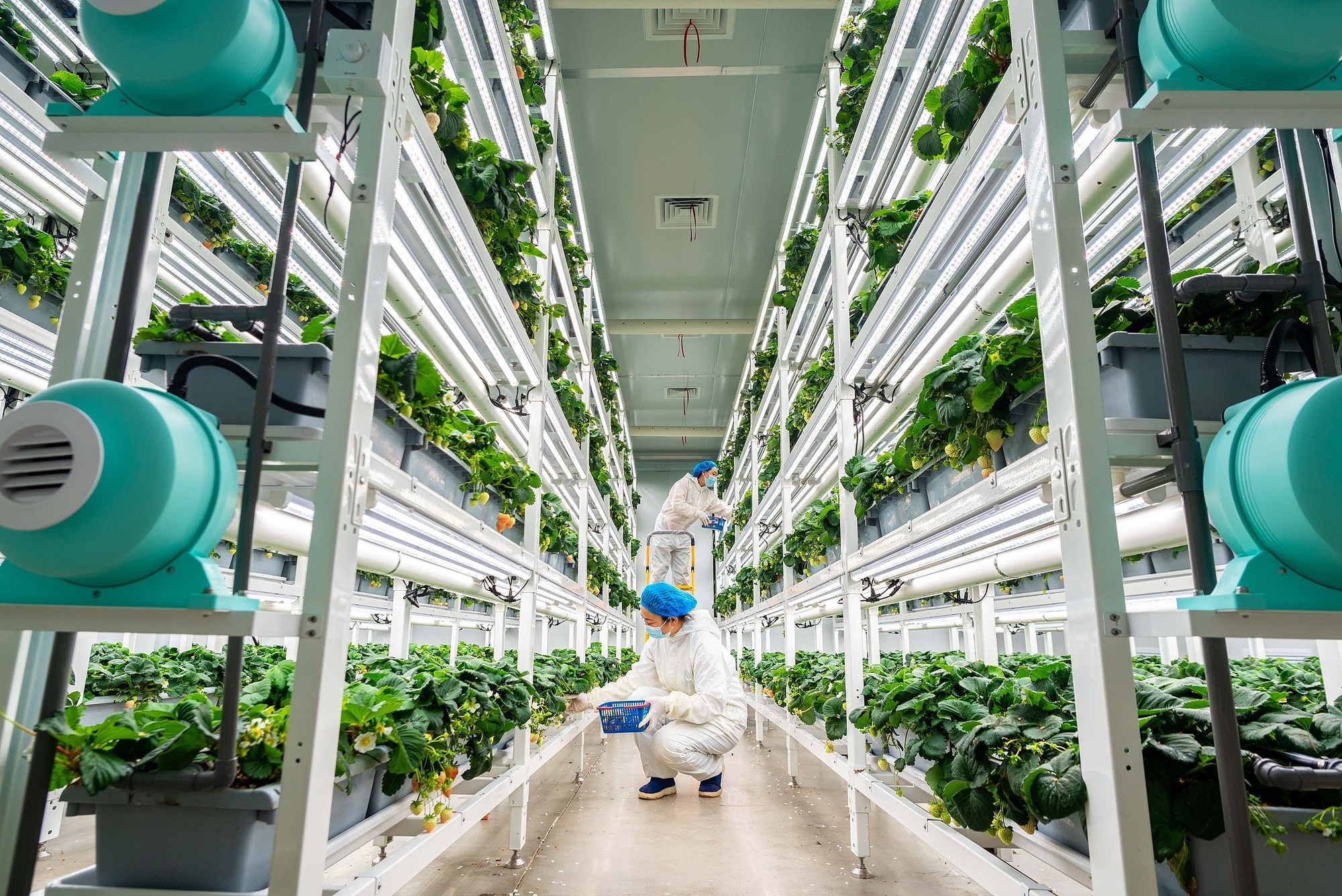 呼和浩特：高效“植物工厂”助力农业种植 培育精品“智慧菜”