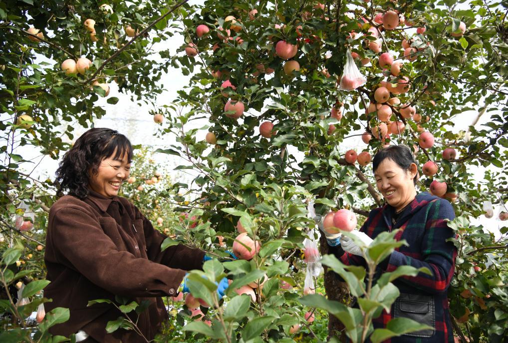 2025年10月17日，果农在延安市宝塔区桥沟街道烟洞沟村采收苹果。新华社记者 张博文 摄