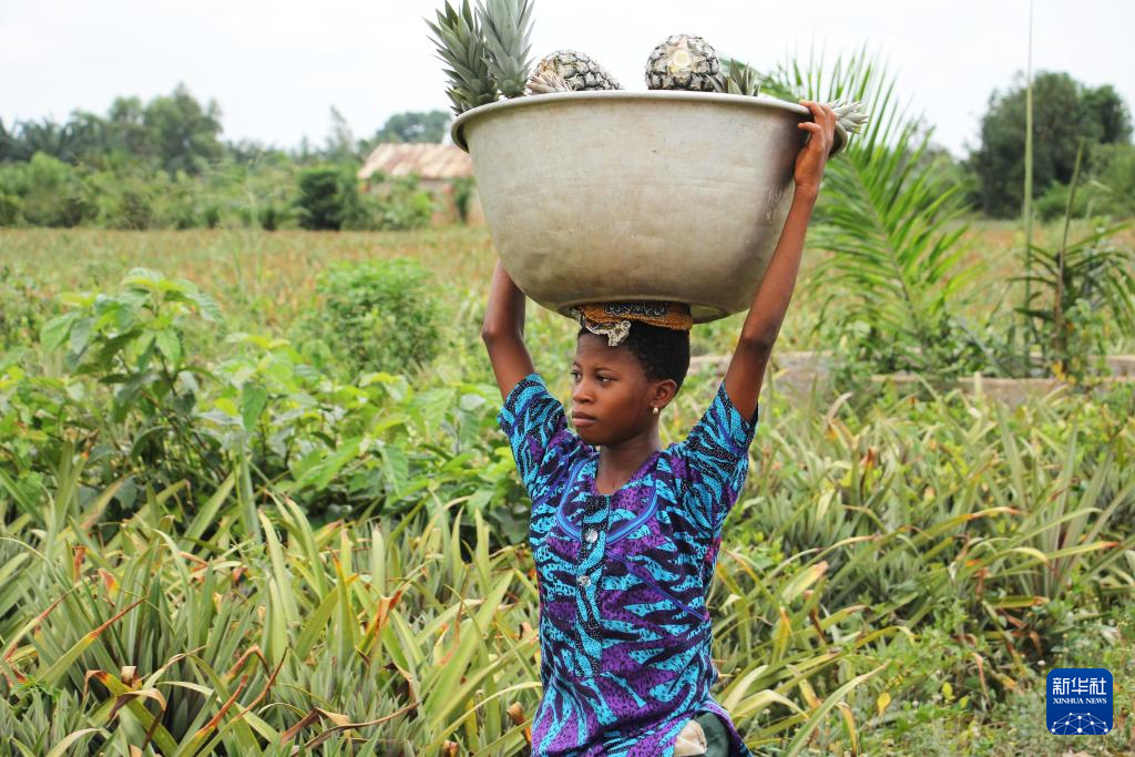 3月16日，农民在贝宁“甜面包”菠萝主产区泽镇的一片菠萝田里劳作。新华社发 （塞拉芬摄）
