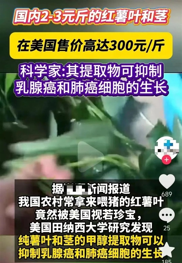 这种不起眼的“喂猪菜” 在美国300元一斤!竟然还抢疯了