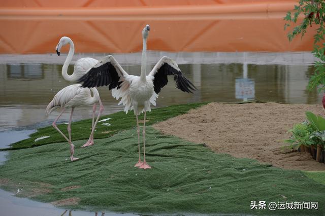 翩翩起舞 记者 荆毅萍 摄