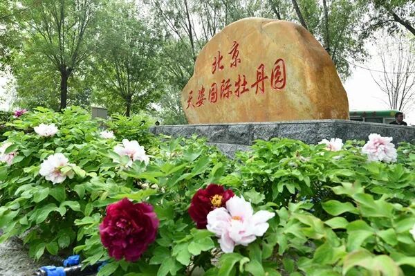 北京朝阳：太阳宫公园迎来首届牡丹节，5万余株牡丹竞相开放