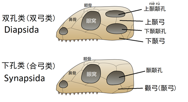 为什么只有哺乳动物演化出用乳汁去喂养后代？