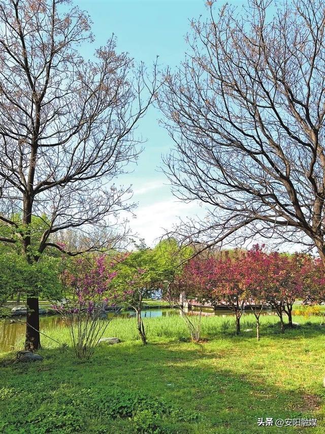 安阳易园一景。河南日报全媒体记者 李琳 摄