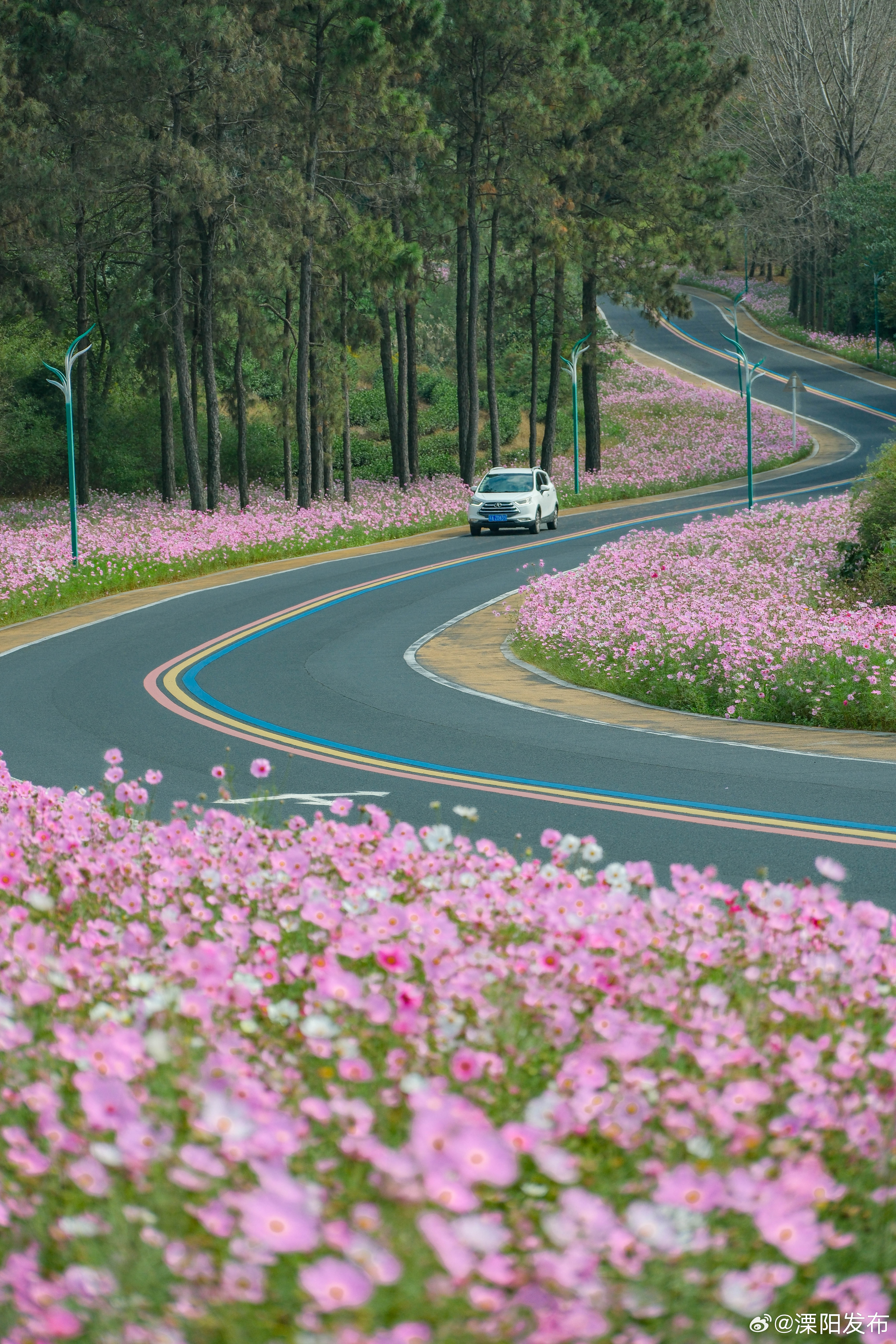曹山格桑花连片盛开引客来 近日，溧阳曹山旅游度假区格桑花海迎来最佳赏