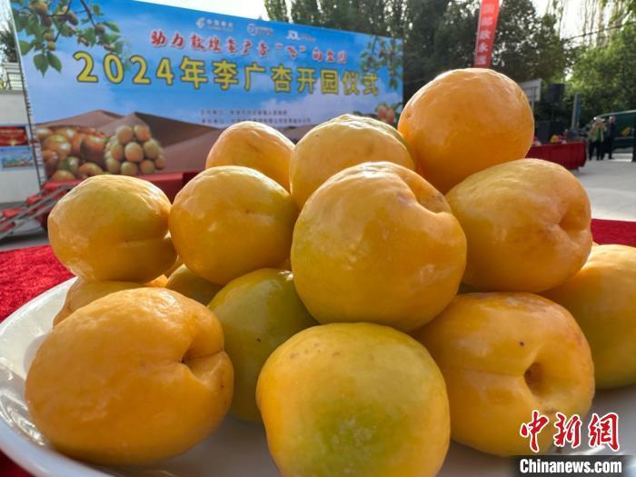 6月26日,敦煌市月牙泉镇举办2024年李广杏开园仪式。 戴文昌 摄