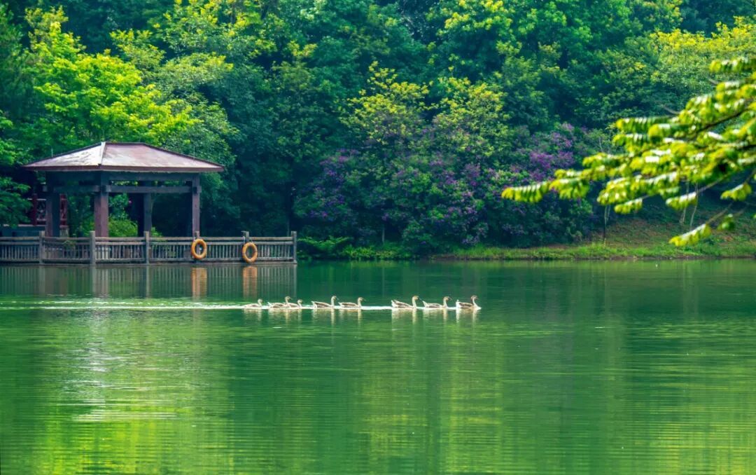 白江湖森林公园 (3).jpg