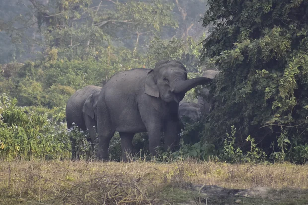 在印度阿萨姆邦,一个野生象群正在寻找食物。外媒2025年12月24日摄