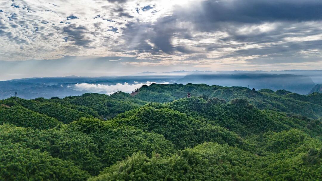 沐川竹海.jpg