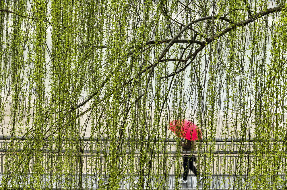 3月17日，市民在河南省济源市蟒河公园踏青游玩（无人机照片）。新华社发（苗秋闹摄）