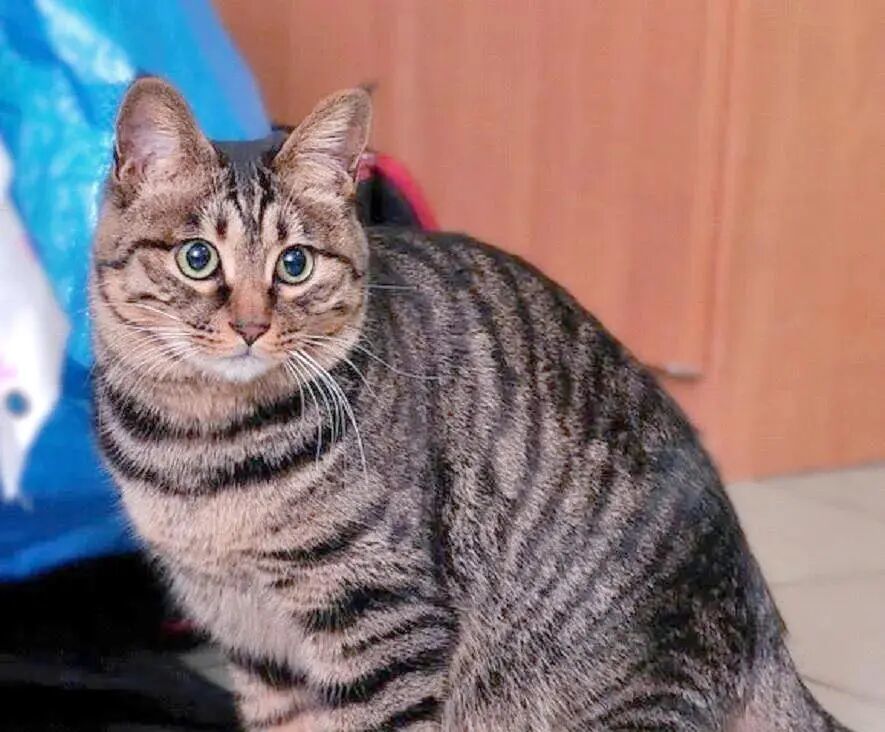 狸花猫(示意图)