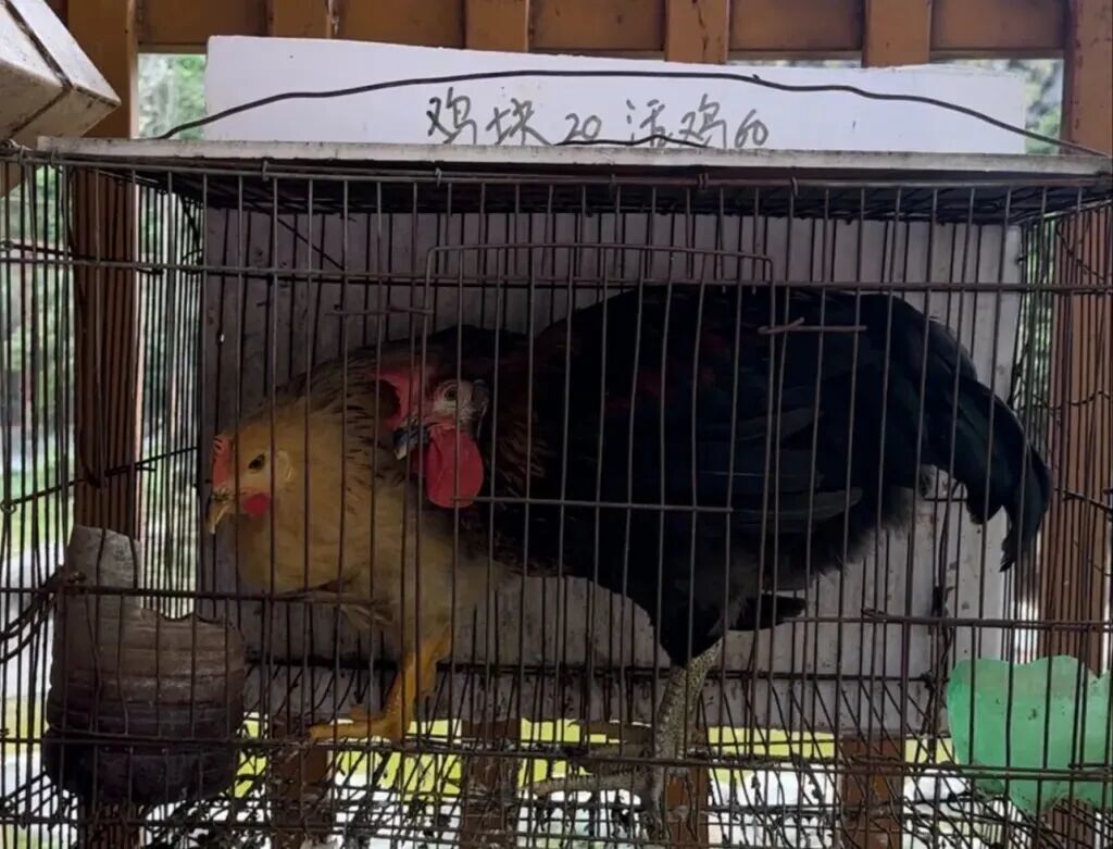 动物园1.jpg