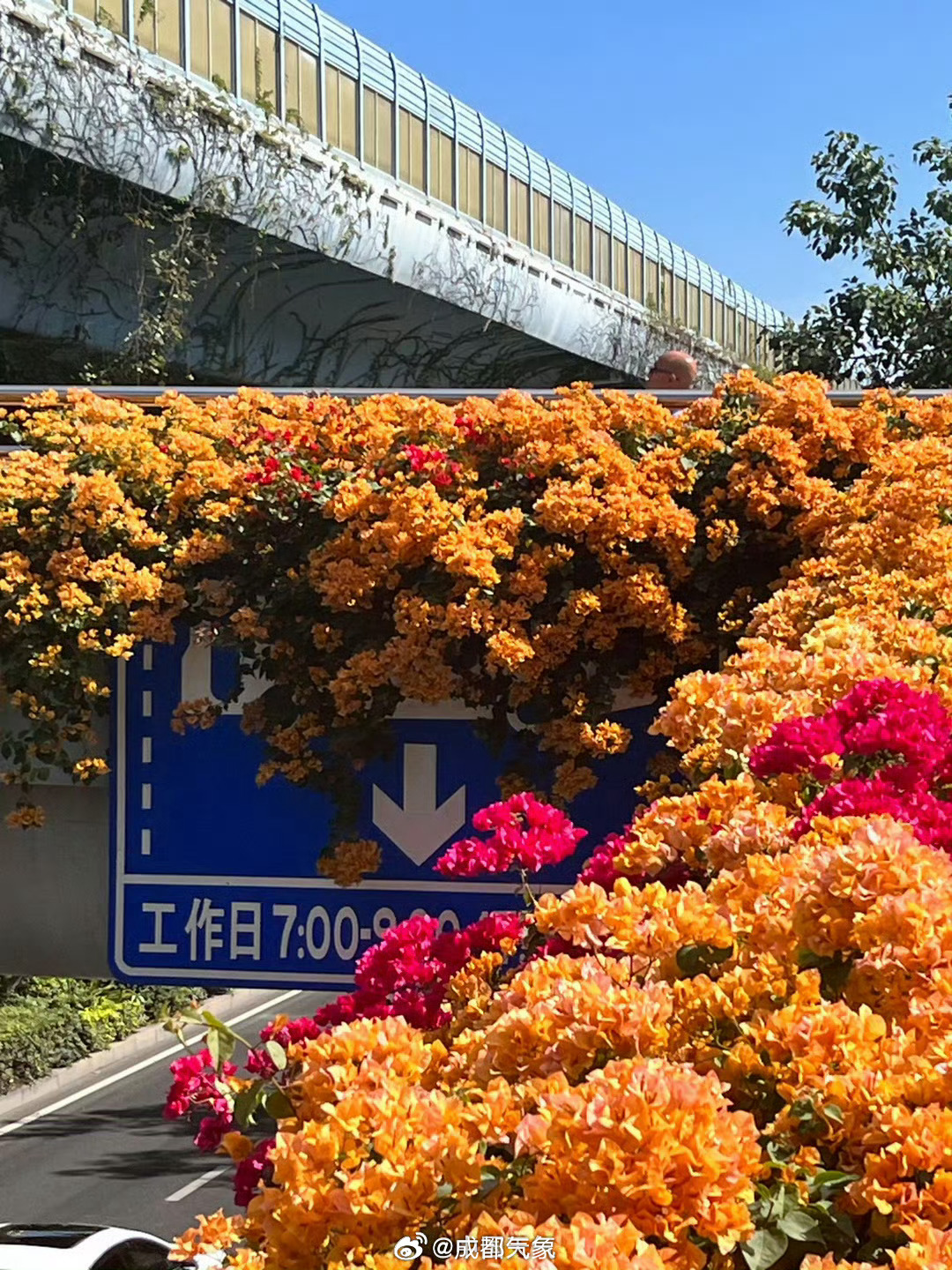 #被一株三角梅燃到了# 三角梅盛放的场景真是又美又壮观，隔着屏幕都是