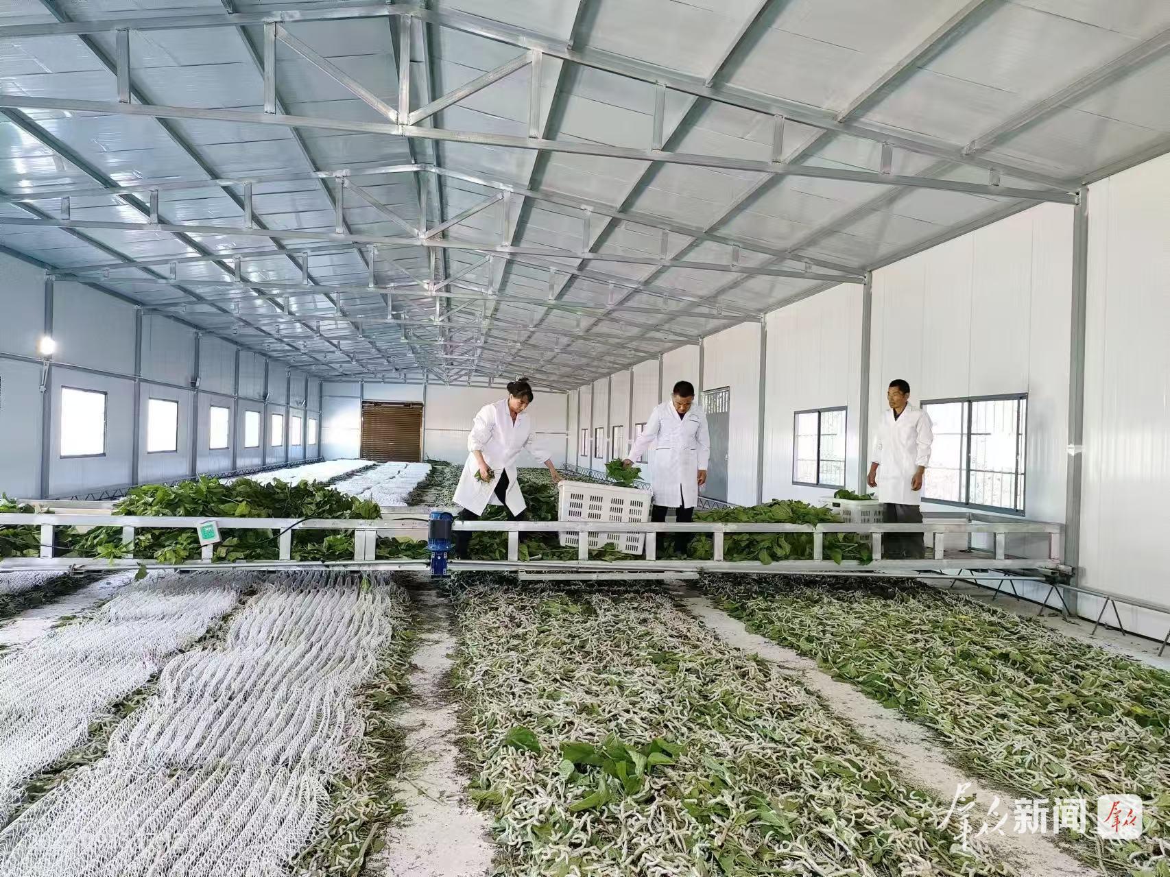 金蚕之乡，闯出新“丝”路