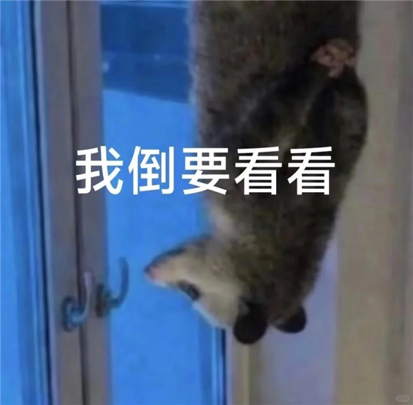 一想到虎扑老哥为了世界杯冲进小红书 我就觉得精彩！