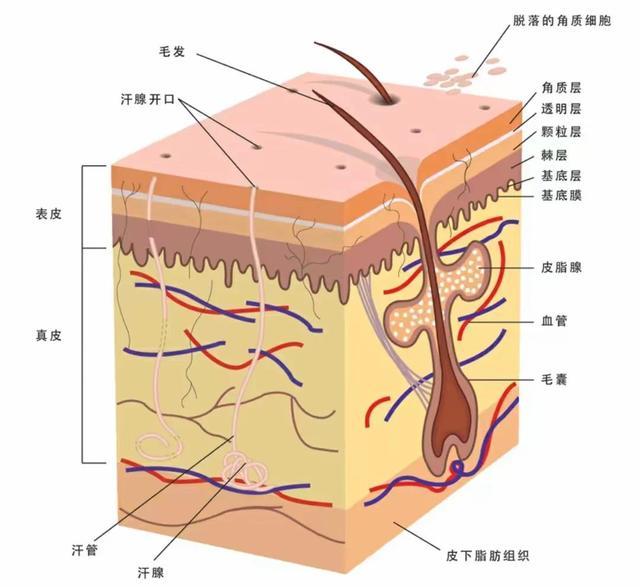 △接触性皮炎发病机制或皮肤结构半抗原渗透示意图。 △接触性皮炎发病机制或皮肤结构半抗原渗透示意图。