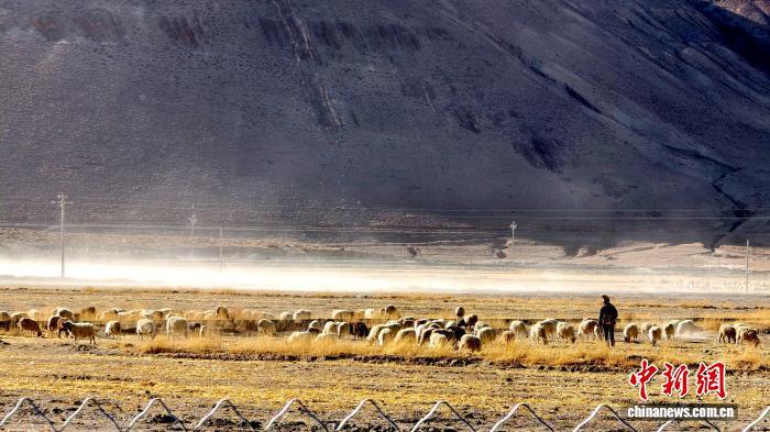 图为定日县长所乡村民在田间放羊。贡桑拉姆 摄