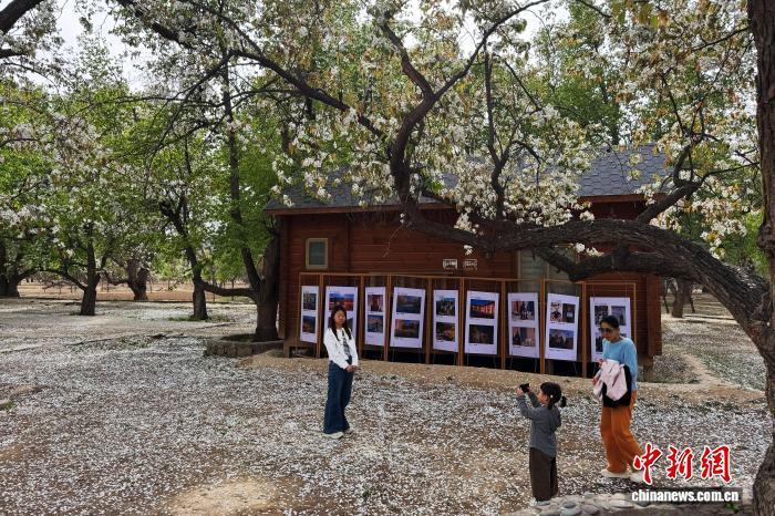 4月10日，宁夏中卫市南长滩村百年梨园，游客拍照打卡欣赏美景。　中新网记者 李佩珊 摄