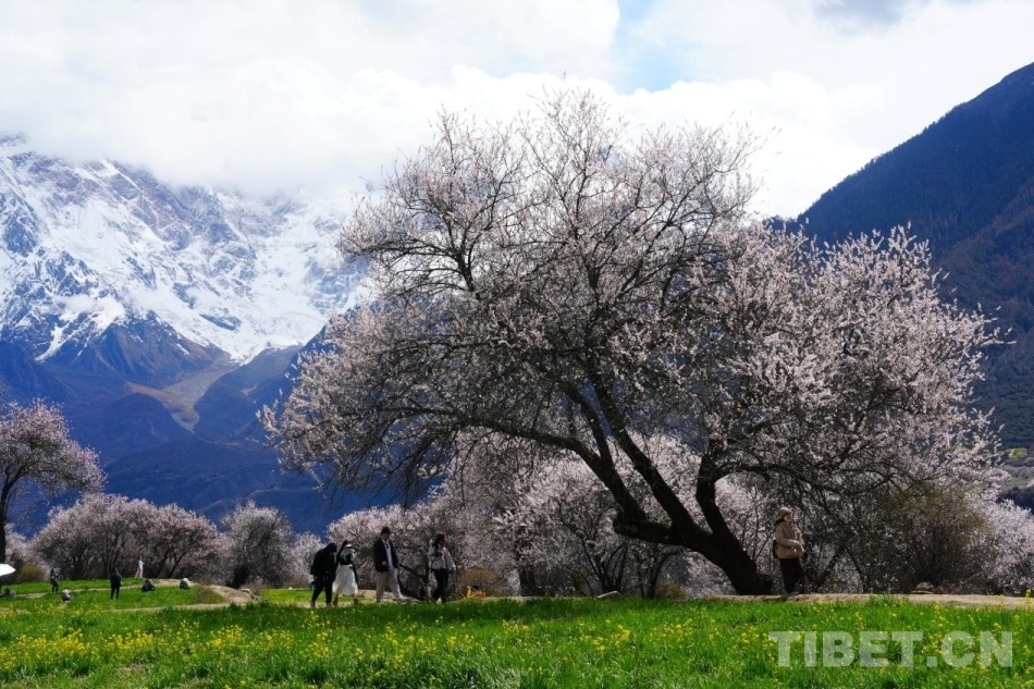 4月4日，索松村桃花树、雪山、与游人交织的景色 摄影：张艺彤