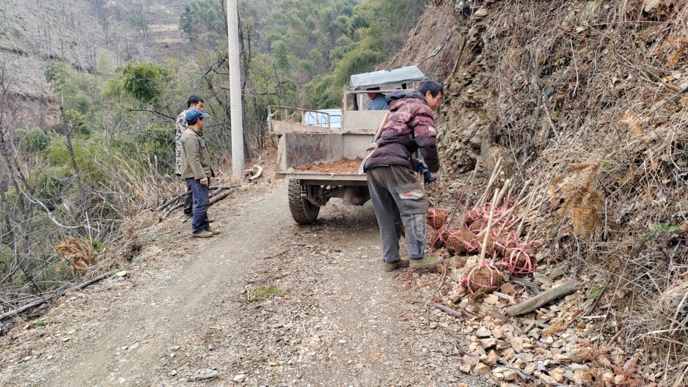 这是在桃源天台山国有林场,工人正在搬运用“湘林碳票”资金购买的树苗。(受访者供图)