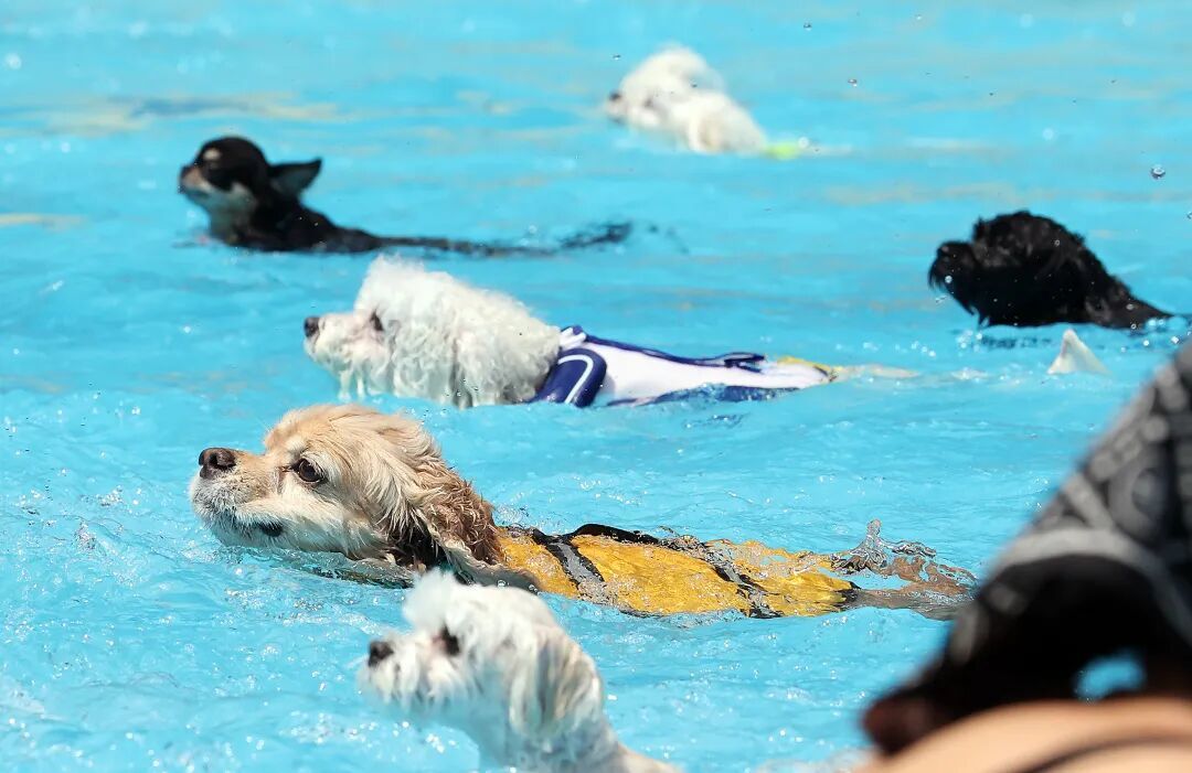 首尔松坡区,狗狗们正在参加游泳比赛。(图/IC Photo)