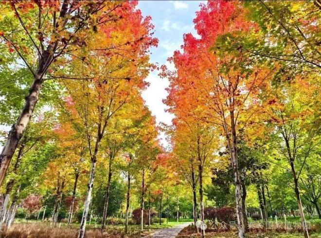 重阳登高佳期秦岭国家植物园推出敬老免票福利
