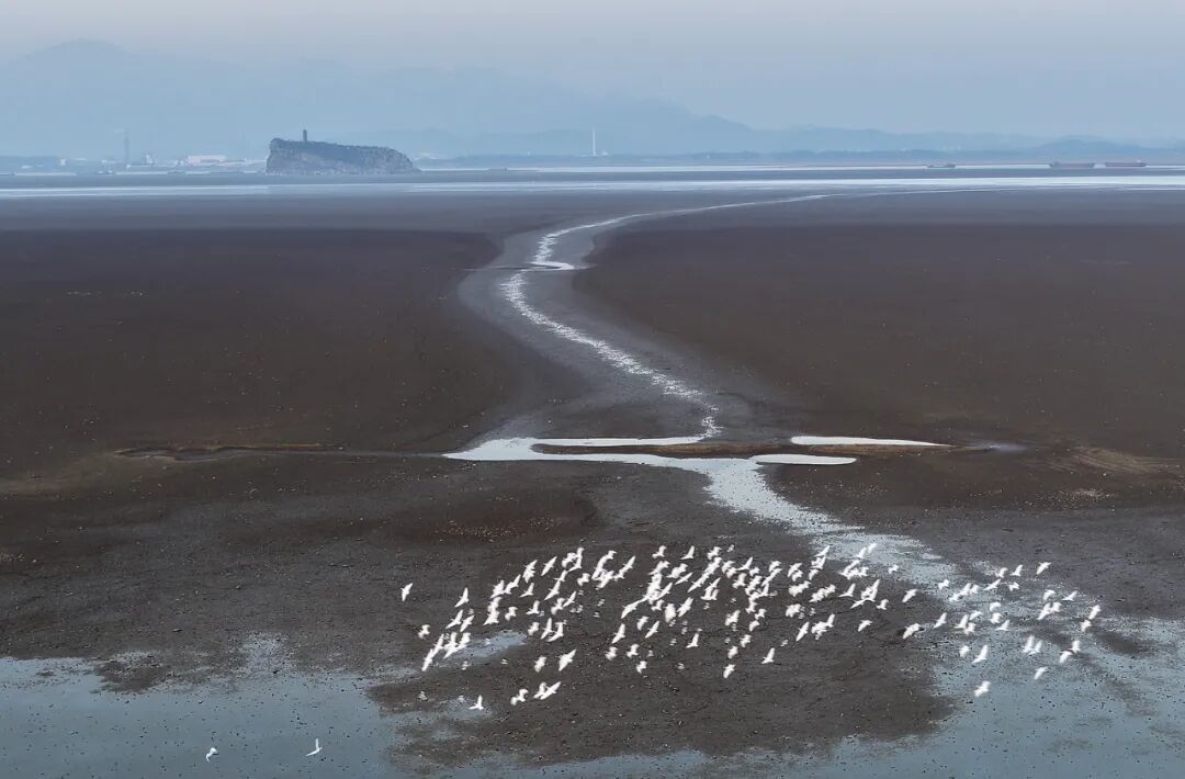 候鸟在江西省湖口县鄱阳湖鞋山水域飞翔 / 新华社记者万象 摄