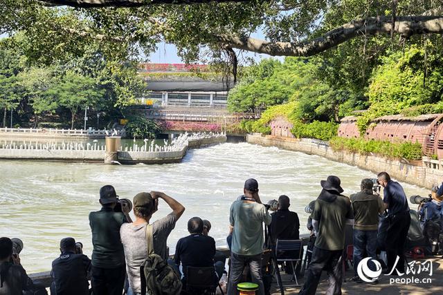厦门筼筜湖成群白鹭翩飞，吸引大批观鸟爱好者前来打卡。人民网记者 陈博摄